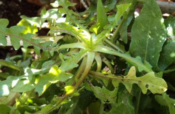 Ποια άγρια χόρτα της ελληνικής φύσης μας κάνουν καλό;-Βίντεο